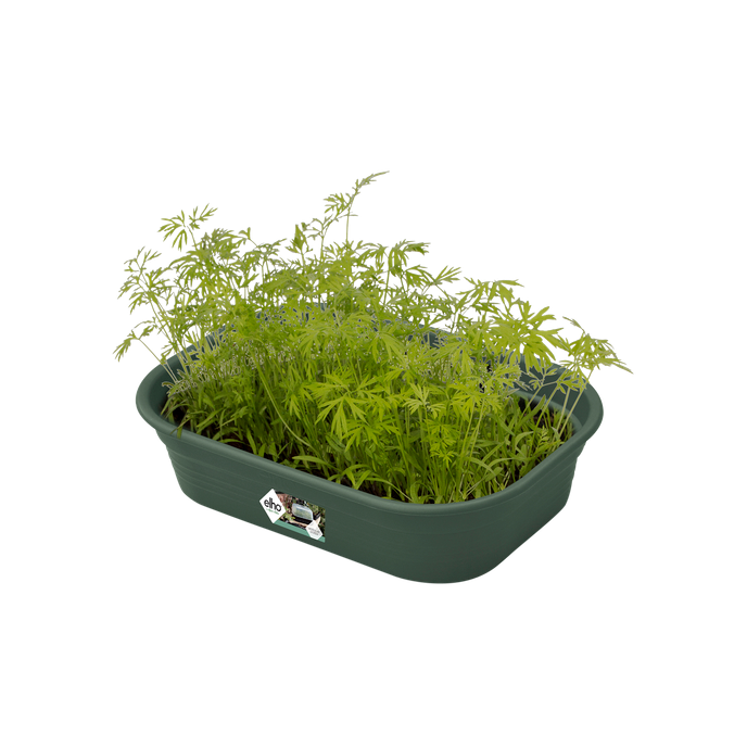 green basics kweektray s blad groen